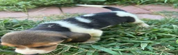 Beagle dogs for sale: Lola - Ad 6