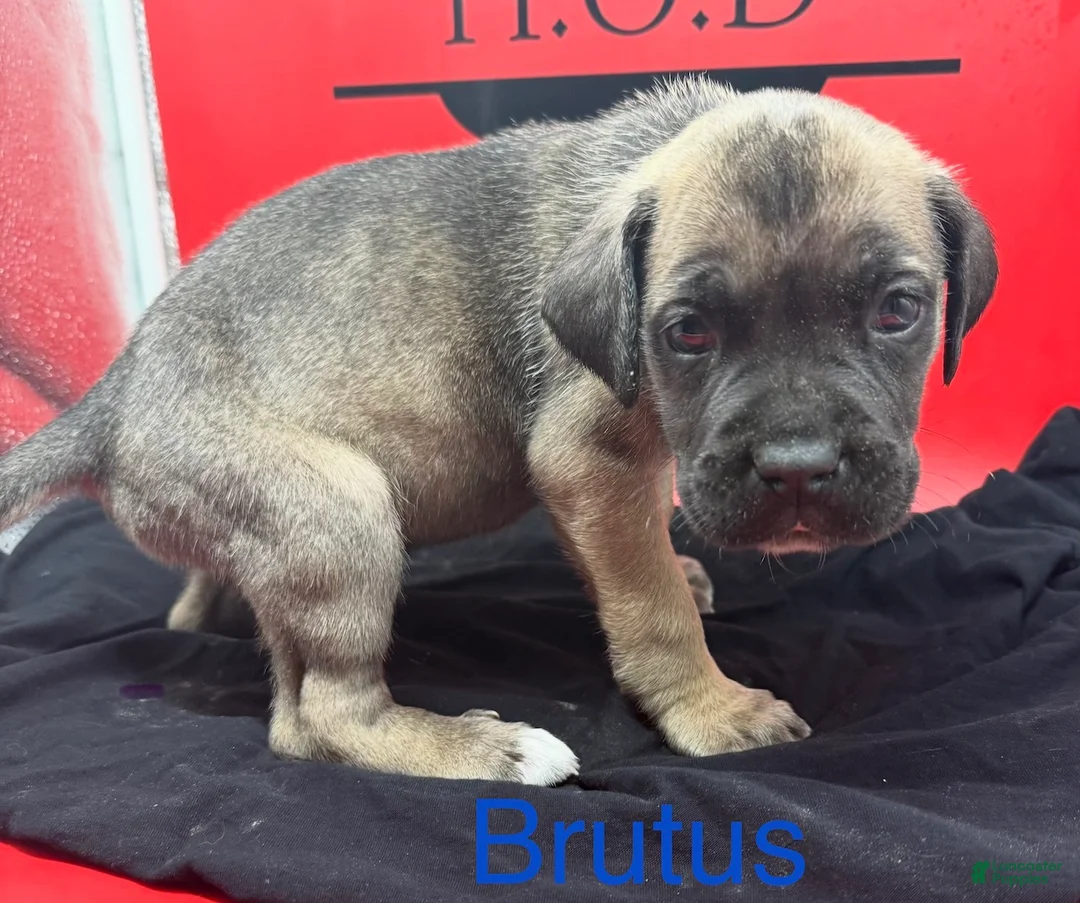 Cane Corso dogs for sale: Brutus - Ad 1