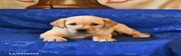 Labrador Retriever dogs for sale: Hazel - Ad 4