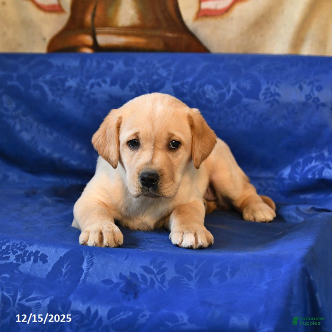 Labrador Retriever dogs for sale: Hazel - Ad 4