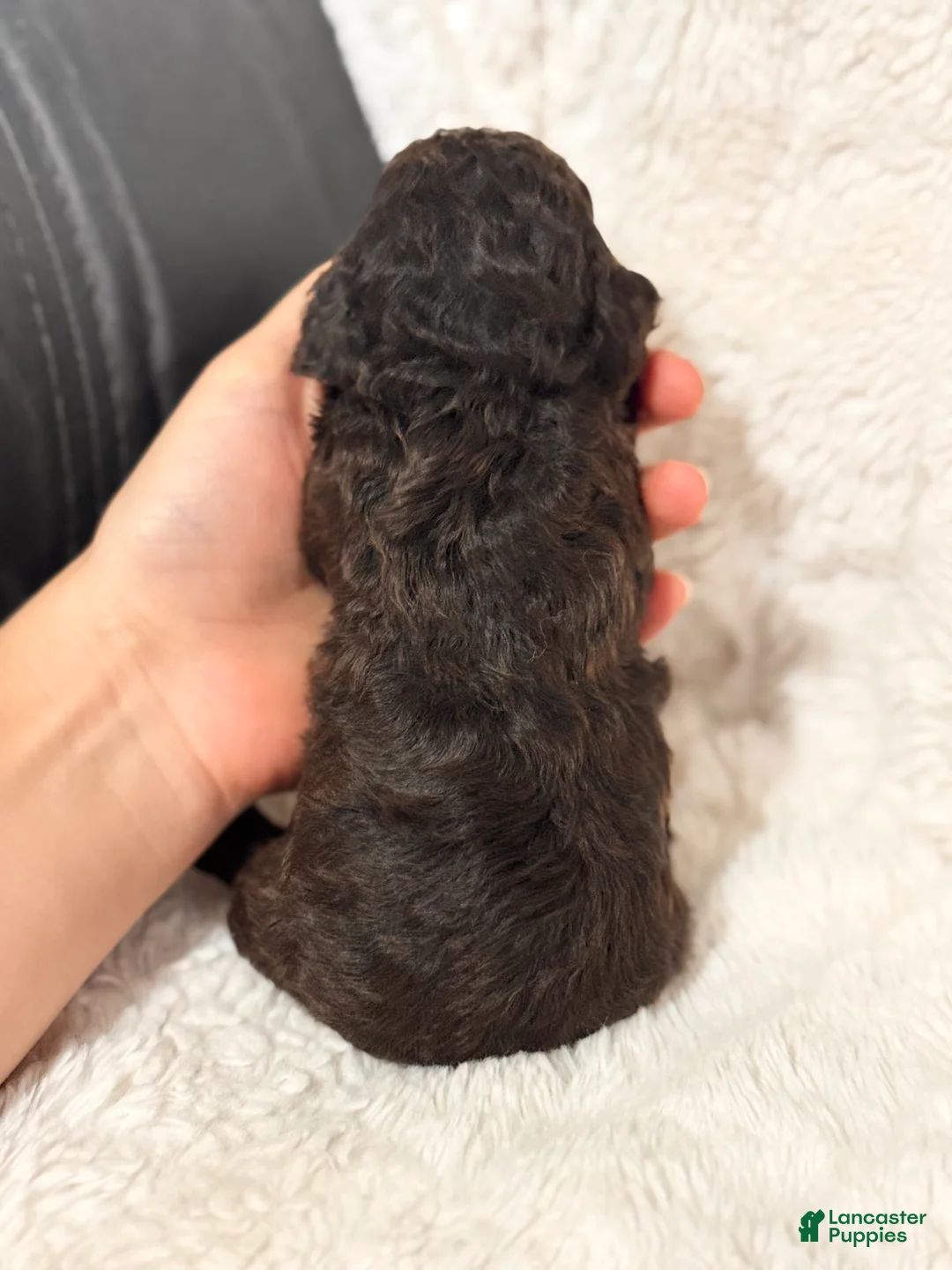 Toy Poodle dogs for sale: Bodhi - Ad 2