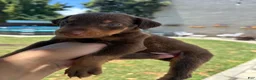 Doberman Pinscher dogs for sale: Doberman Pinscher 1 - Ad 4