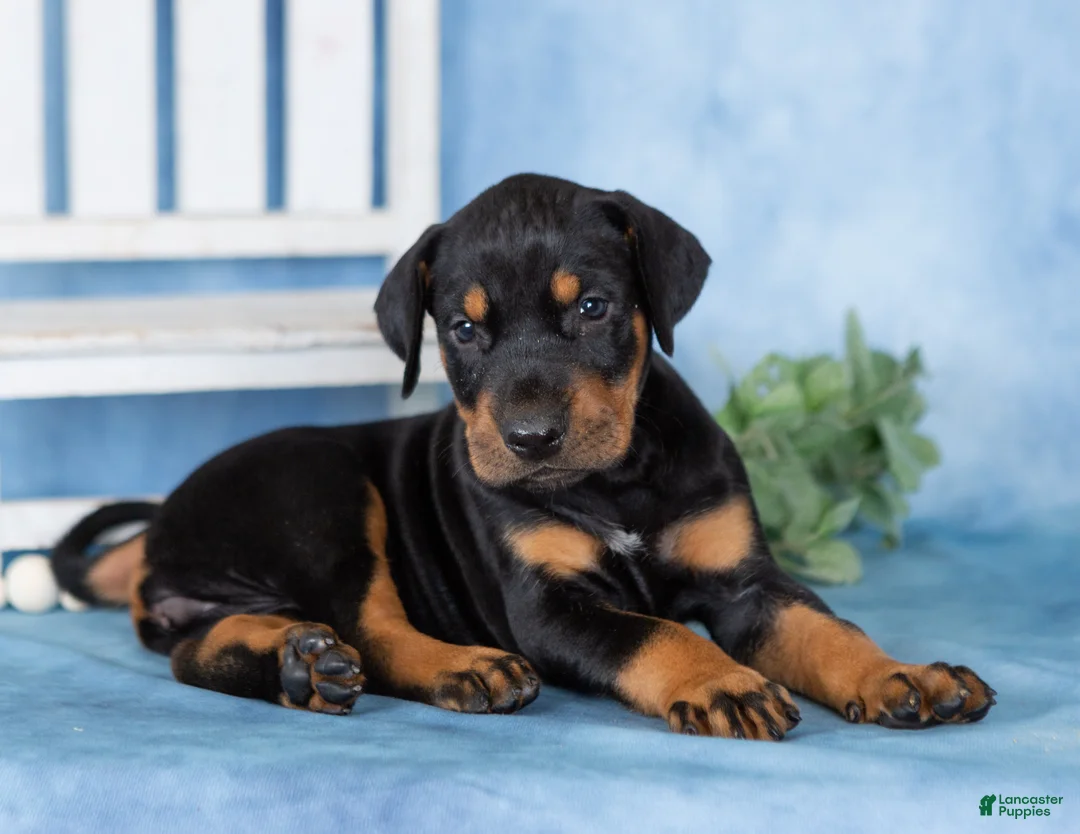 Mixed Breed dogs for sale: Classy - Ad 1