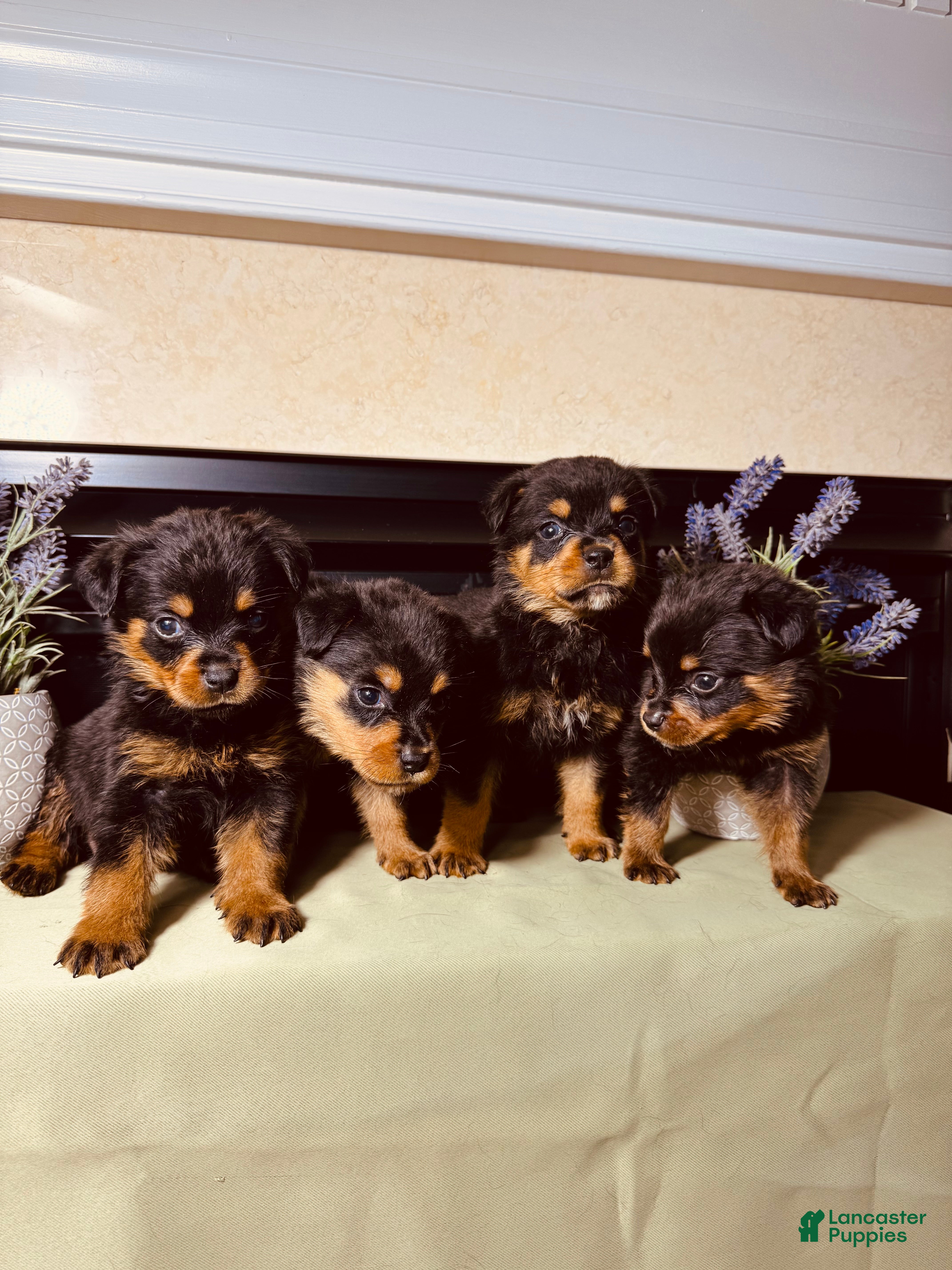 Rottweiler dogs Rottweiler 1 - Ad 1