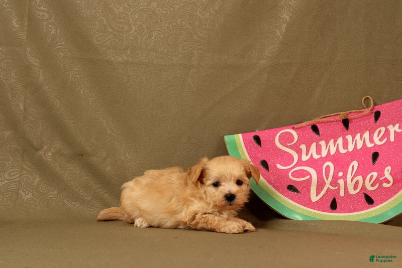 Maltipoo dogs Isaiah - Ad 2