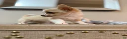 Chihuahua dogs for sale: AKC Dottie - Ad 4