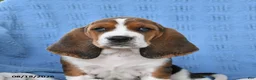 Basset Hound dogs for sale: Casey - Ad 3