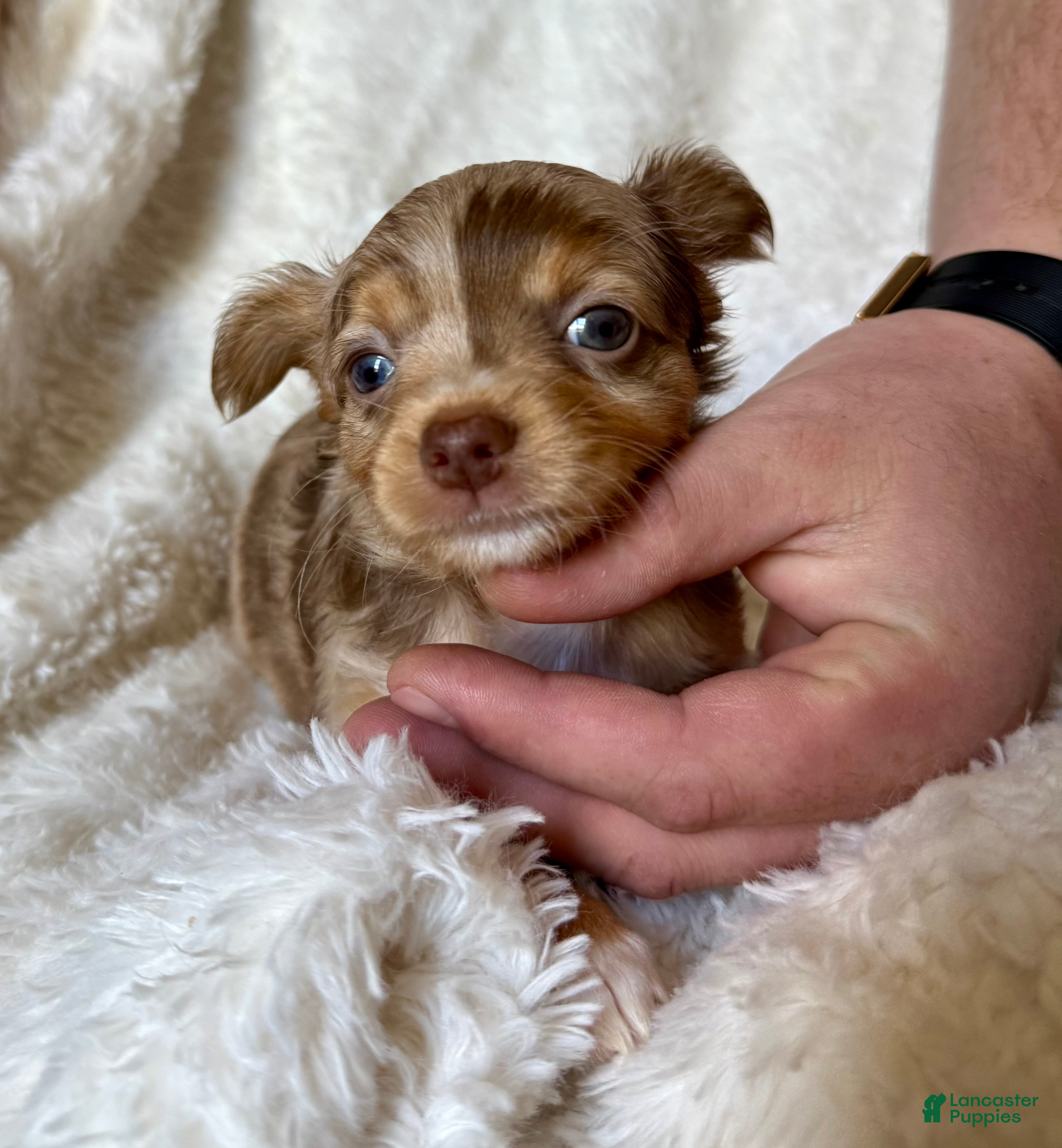 Chihuahua dogs Mateo (Matty) - Ad 20