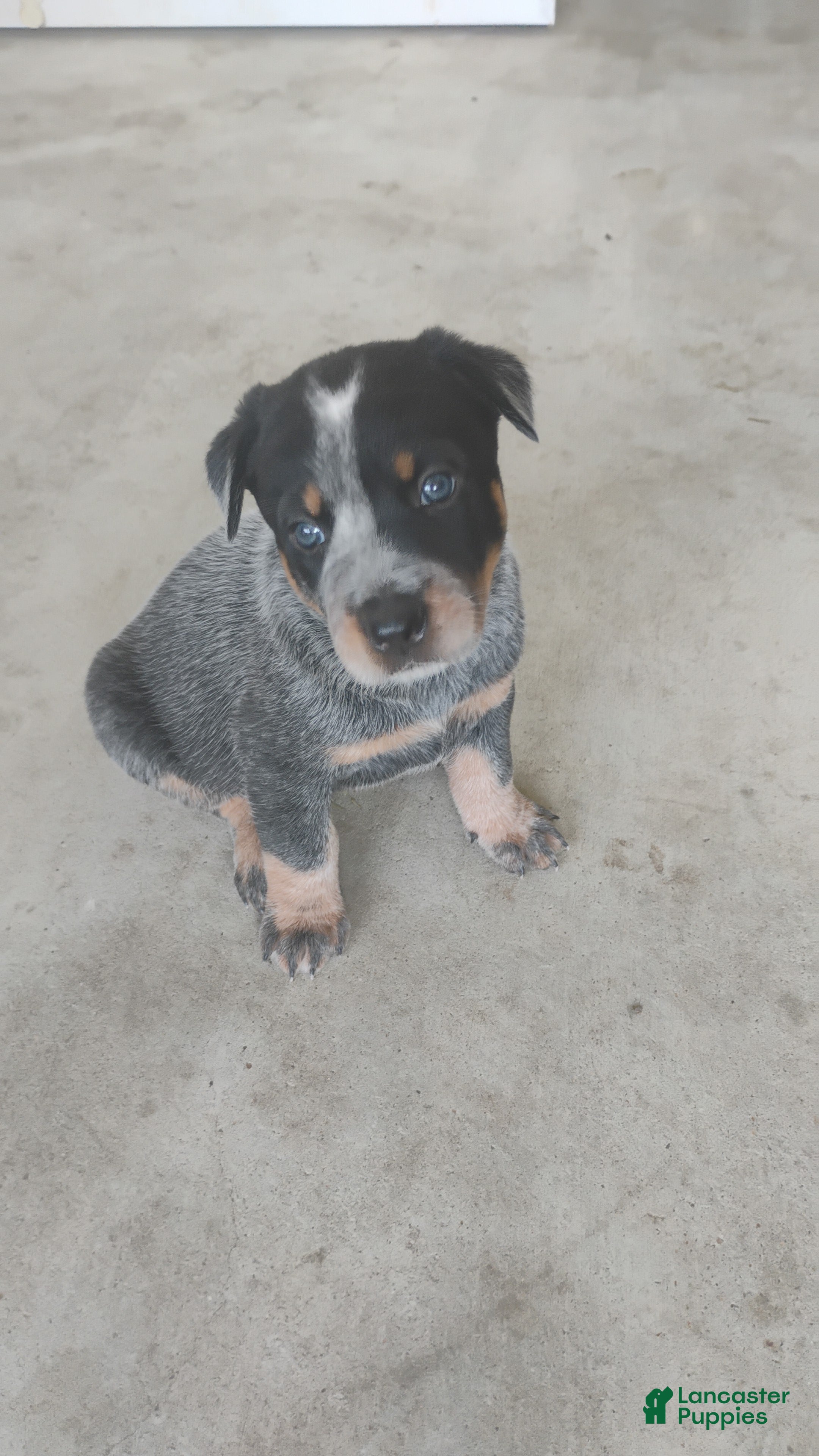 Australian Cattle Dog dogs Australian Cattle Dog Puppy 3 - Ad 3