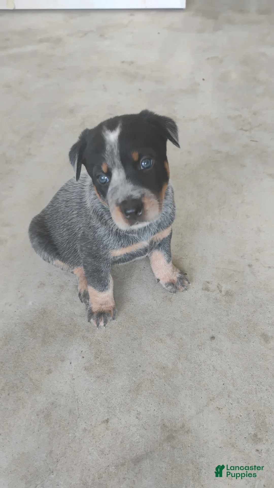 Australian Cattle Dog dogs for sale: Australian Cattle Dog Puppy 3 - Ad 1
