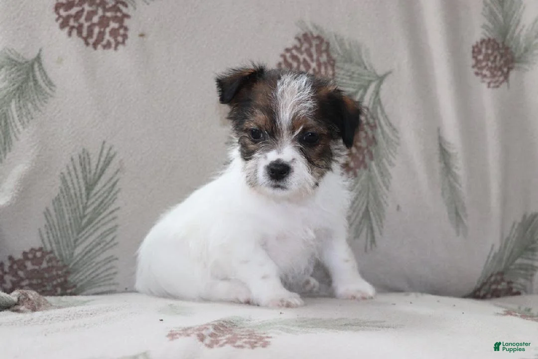 Mixed Breed dogs for sale: Jana - Ad 1