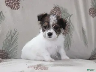 Mixed Breed dogs Jana - Ad 31