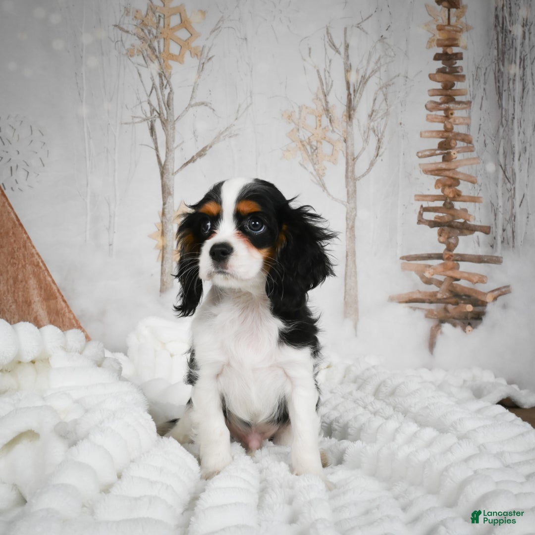 Mixed Breed dogs for sale: Micah - Ad 4