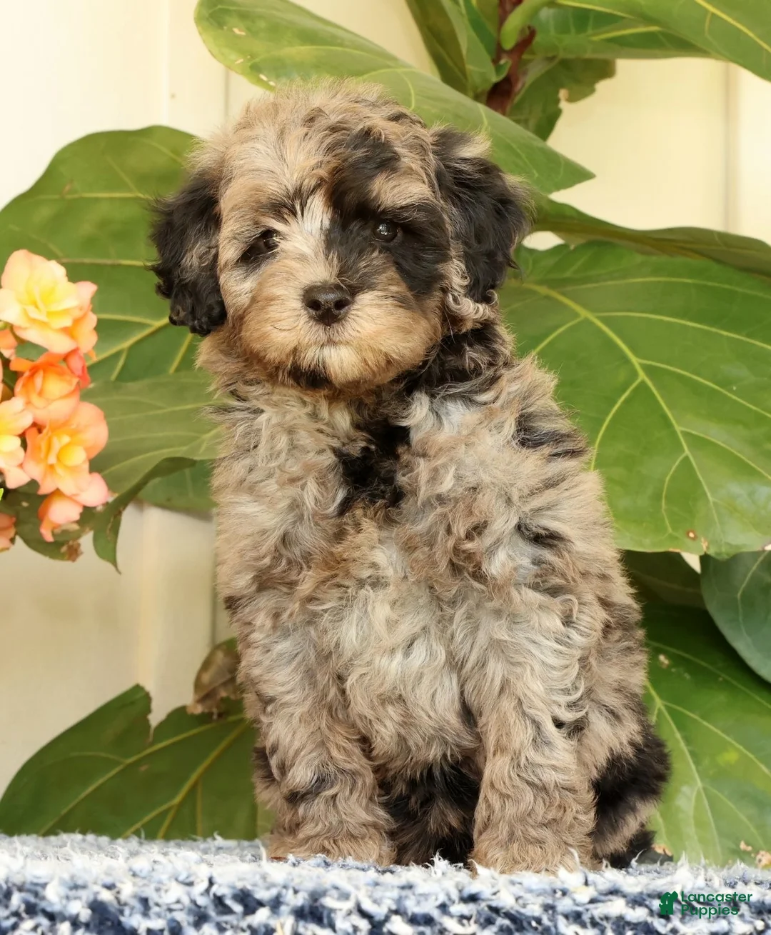 Mini Goldendoodle dogs for sale: Carter - Ad 2