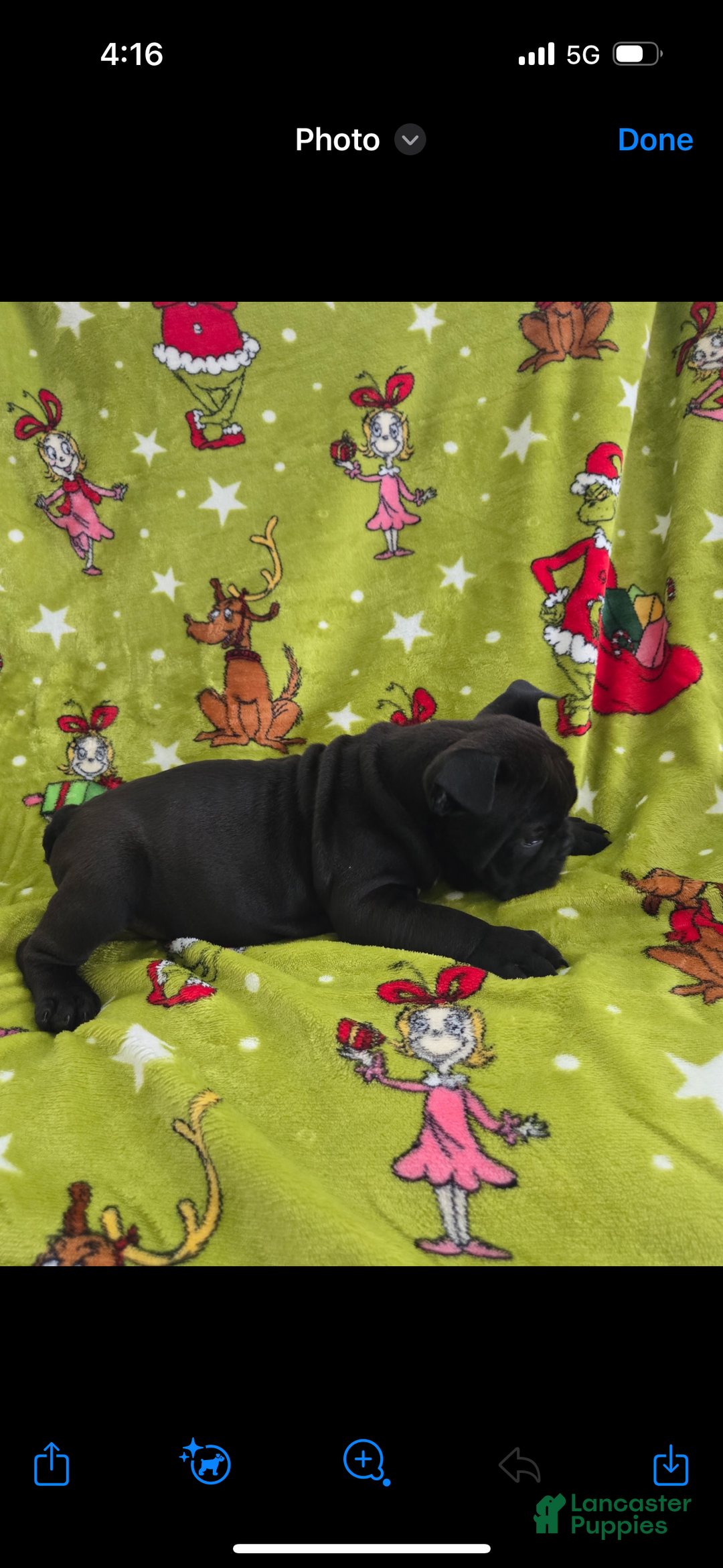 English Bulldog dogs for sale: Lucy - Ad 13