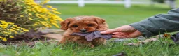 Cavapoo dogs for sale: Ranger - Ad 4