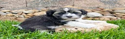Havanese dogs for sale: Nicki - Ad 5
