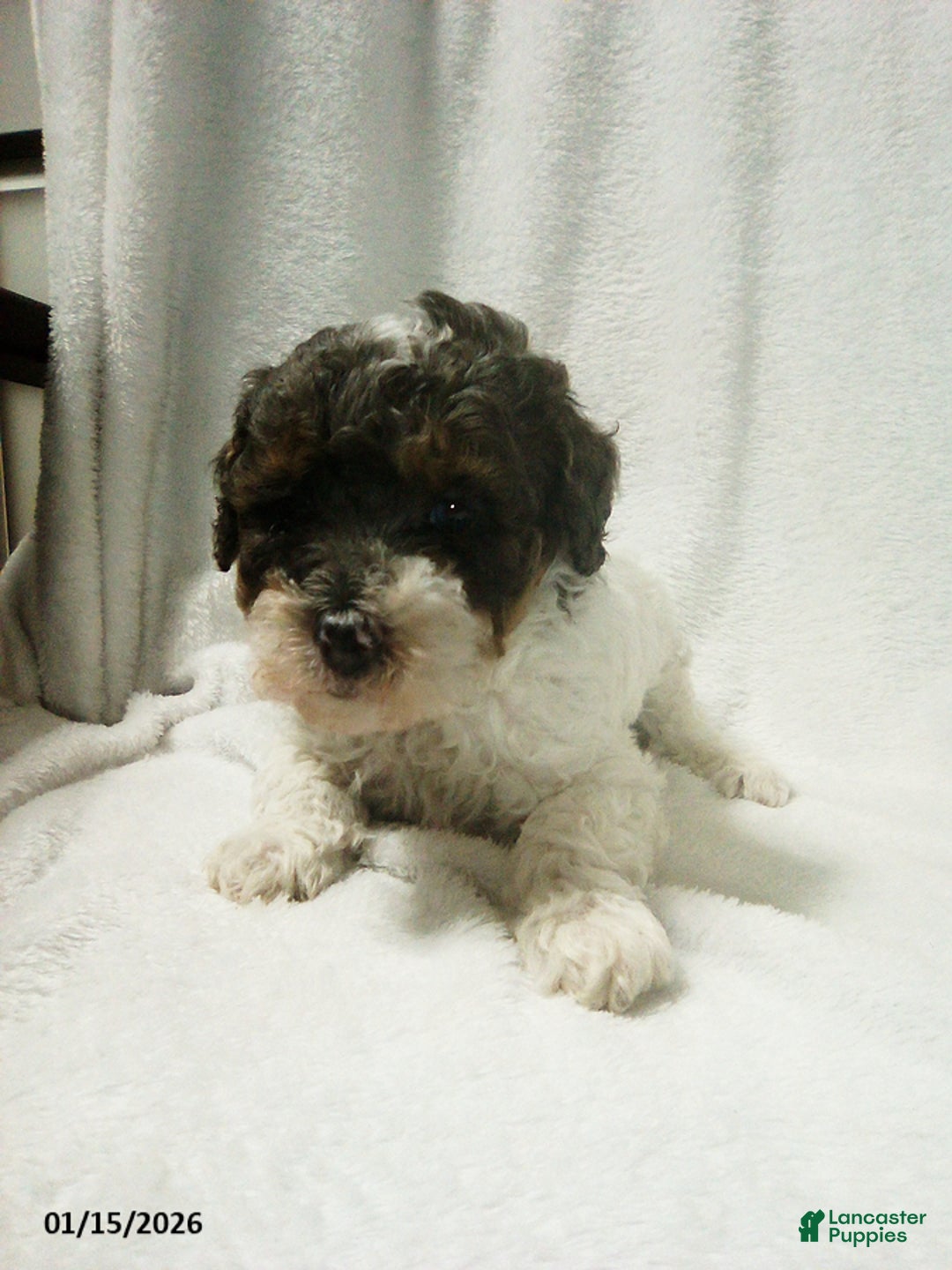 Toy Poodle dogs for sale: Emma - Ad 3