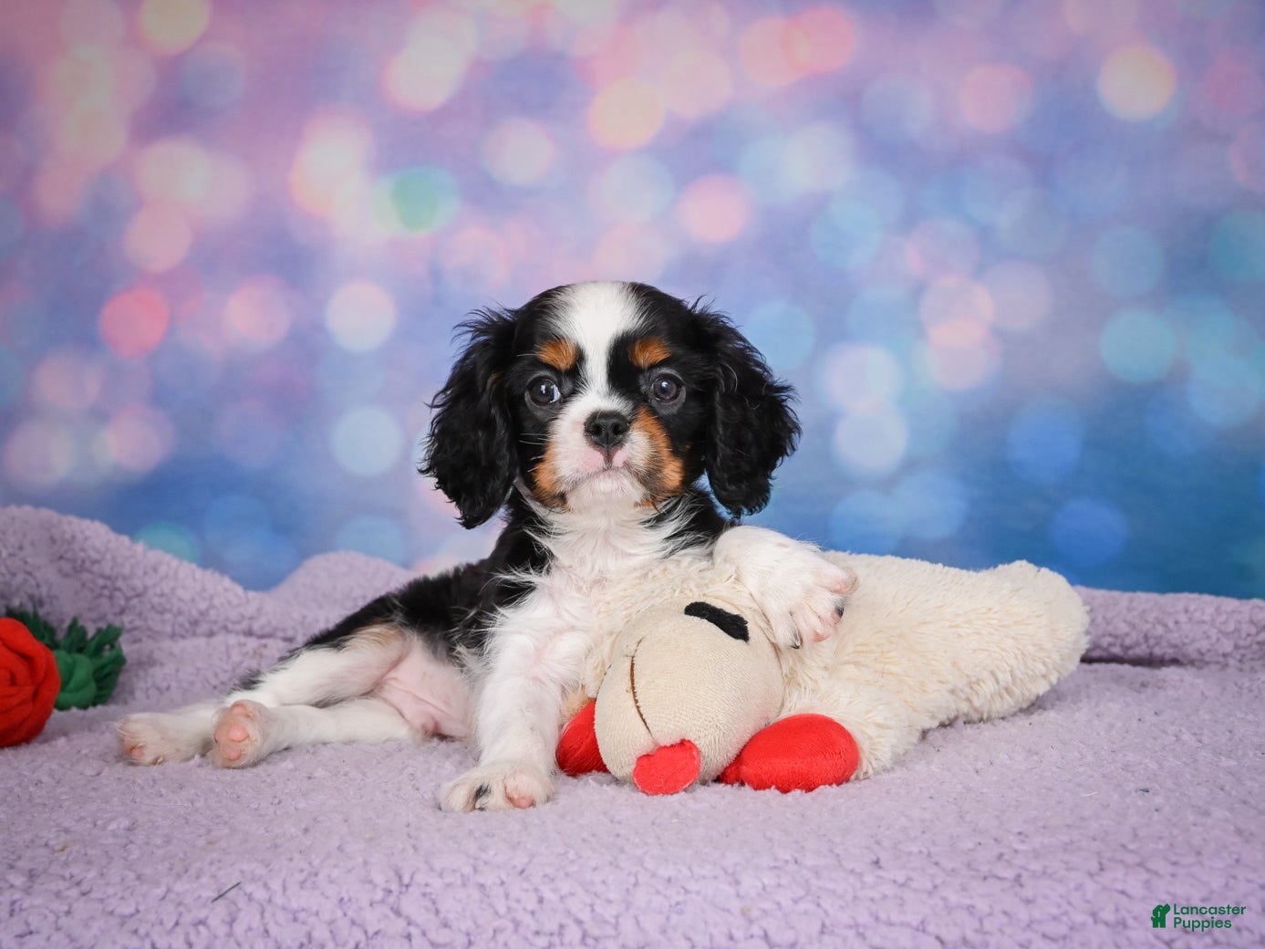 Cavalier King Charles Spaniel dogs for sale: Ricky Genetic Clear - Ad 1
