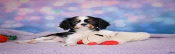 Cavalier King Charles Spaniel dogs for sale: Ricky Genetic Clear - Ad 1