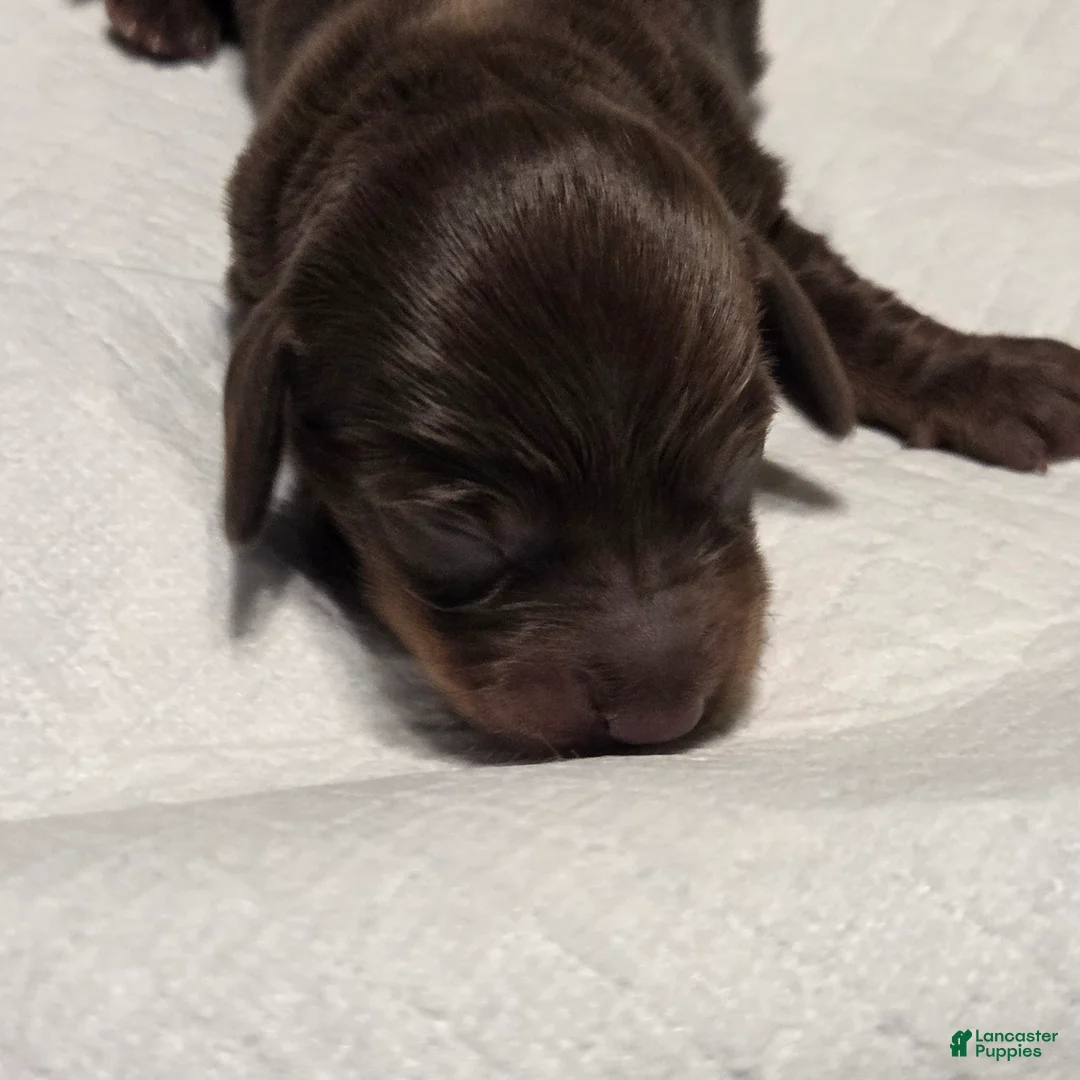 Miniature Dachshund dogs for sale: Miniature Dachshund Solid Puppy 4 - Ad 7