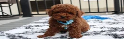 Toy Poodle dogs for sale: Abaro - Ad 3