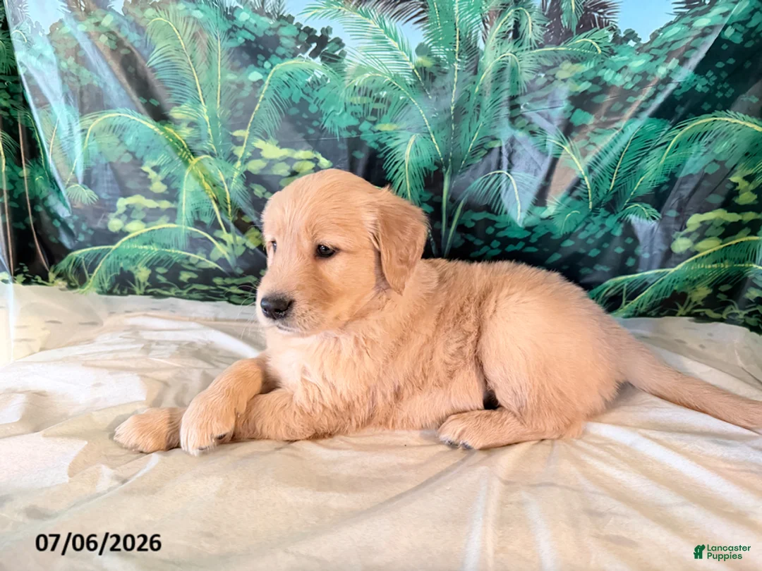 Golden Retriever dogs for sale: Candy - Ad 3