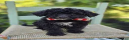 Mini Sheepadoodle dogs for sale: Todd - Ad 4