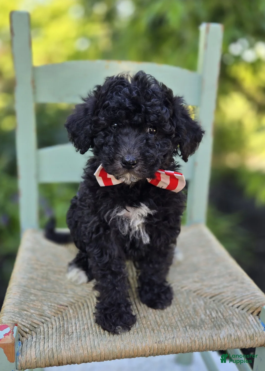 Mini Sheepadoodle dogs for sale: Todd - Ad 4