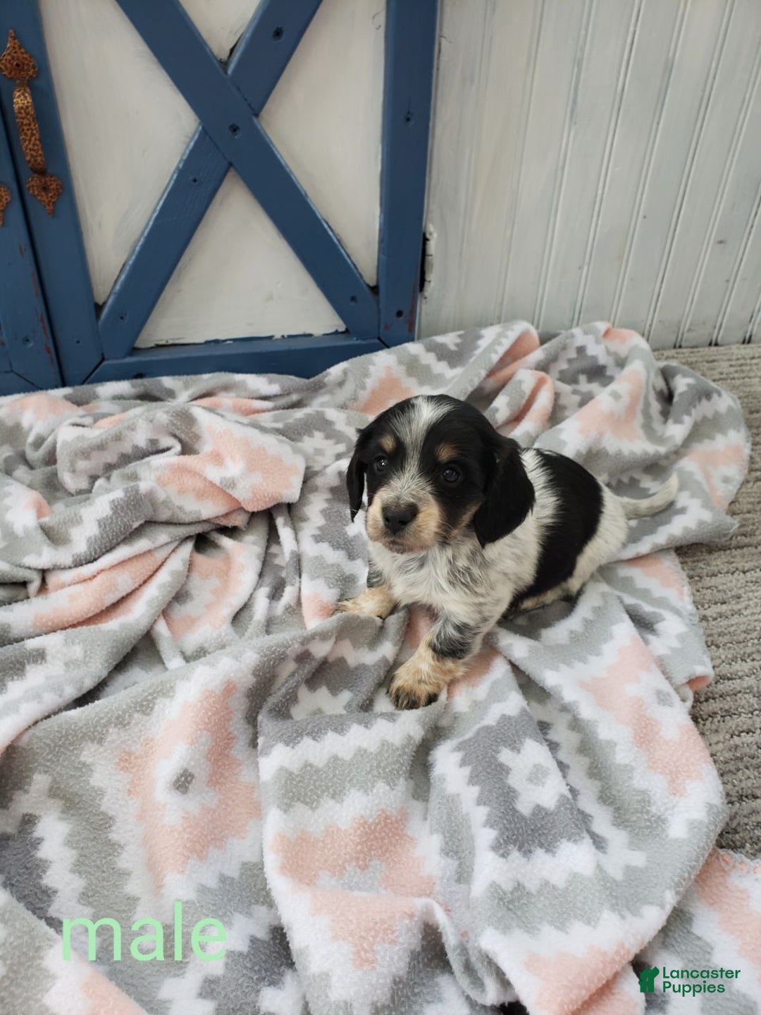 Miniature Dachshund dogs for sale: Jaron - Ad 2