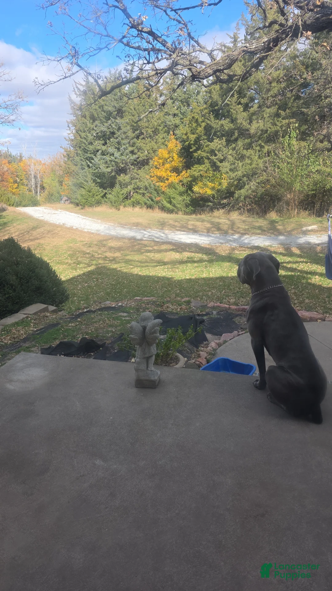 Cane Corso dogs for stud: Yanos - Ad 3