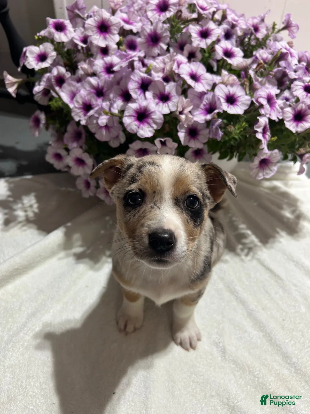 Miniature Australian Shepherd dogs for sale: Howie - Ad 3
