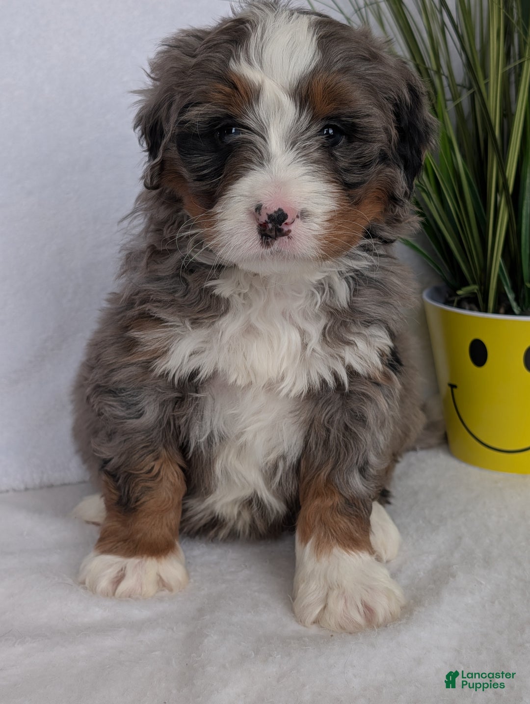 Mini Bernedoodle dogs for sale: Mini Nemo  - Ad 4