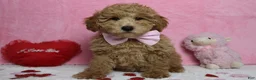 Toy Poodle dogs for sale: Garnet - Ad 8