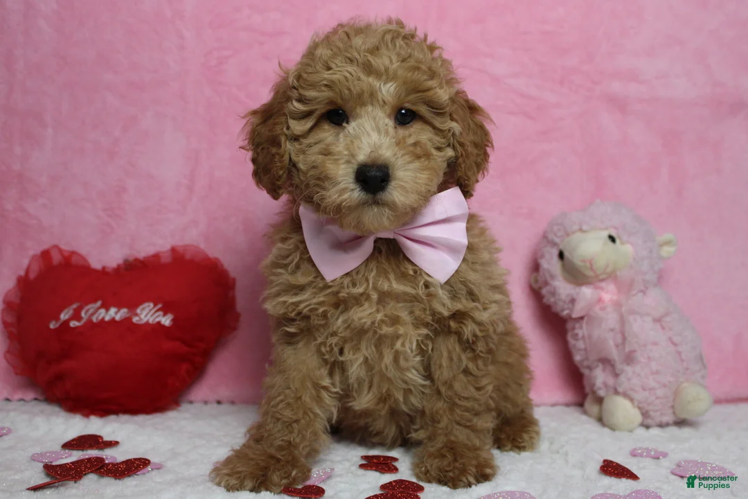 Toy Poodle dogs for sale: Garnet - Ad 8