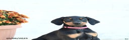 Doberman Pinscher dogs for sale: Flora   - Ad 15