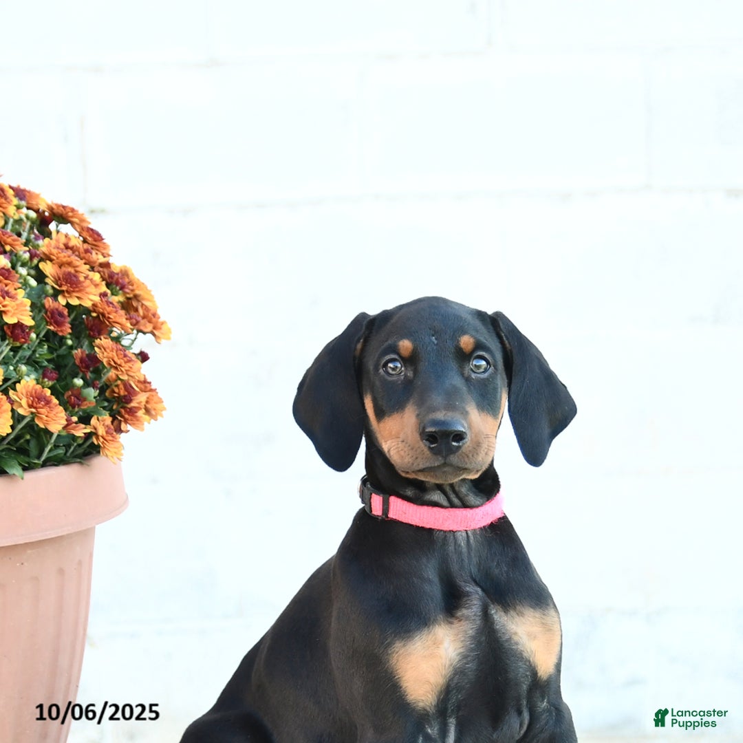 Doberman Pinscher dogs for sale: Flora   - Ad 15