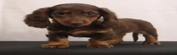 Dachshund dogs for sale: liz - Ad 7
