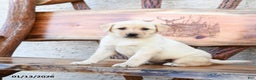 Labrador Retriever dogs for sale: Zinnia - Ad 2