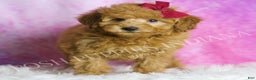 Miniature Poodle dogs for sale: Petunia - Ad 1