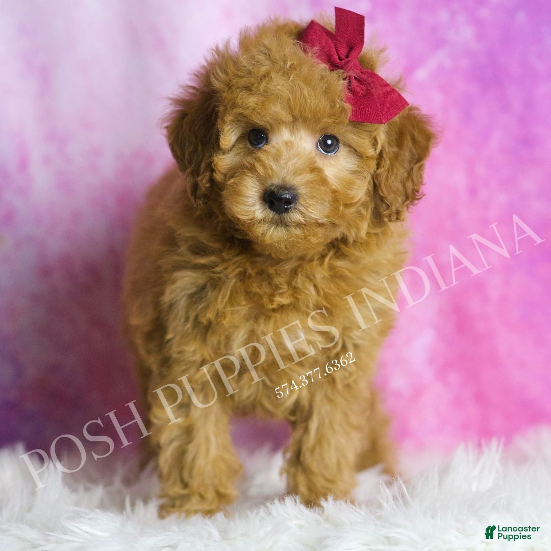 Miniature Poodle dogs for sale: Petunia - Ad 1