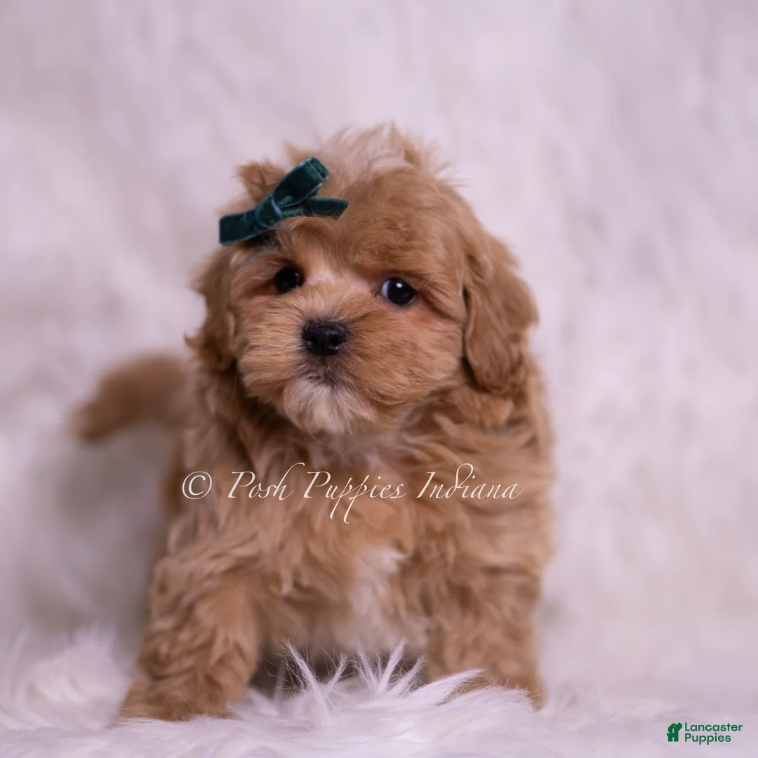 Maltipoo dogs for sale: Deeogee - Ad 4