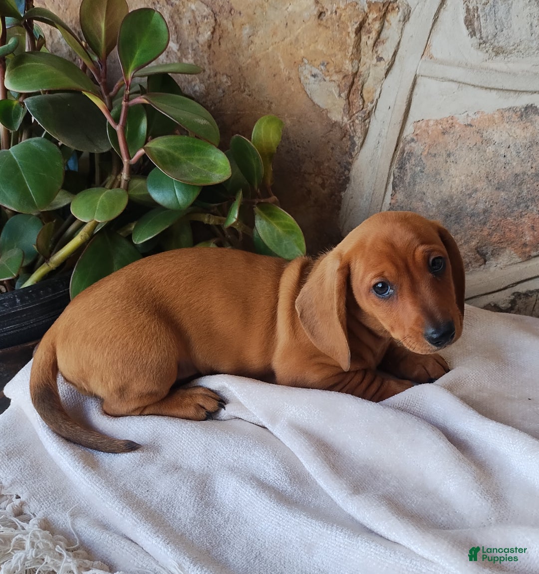 Miniature Dachshund dogs for sale: Rover - Ad 1