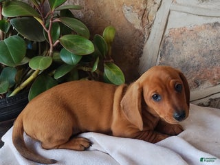 Miniature Dachshund dogs Rover - Ad 24