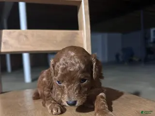 Toy Poodle dogs CHICO - ACA TOY POODLE - Ad 3
