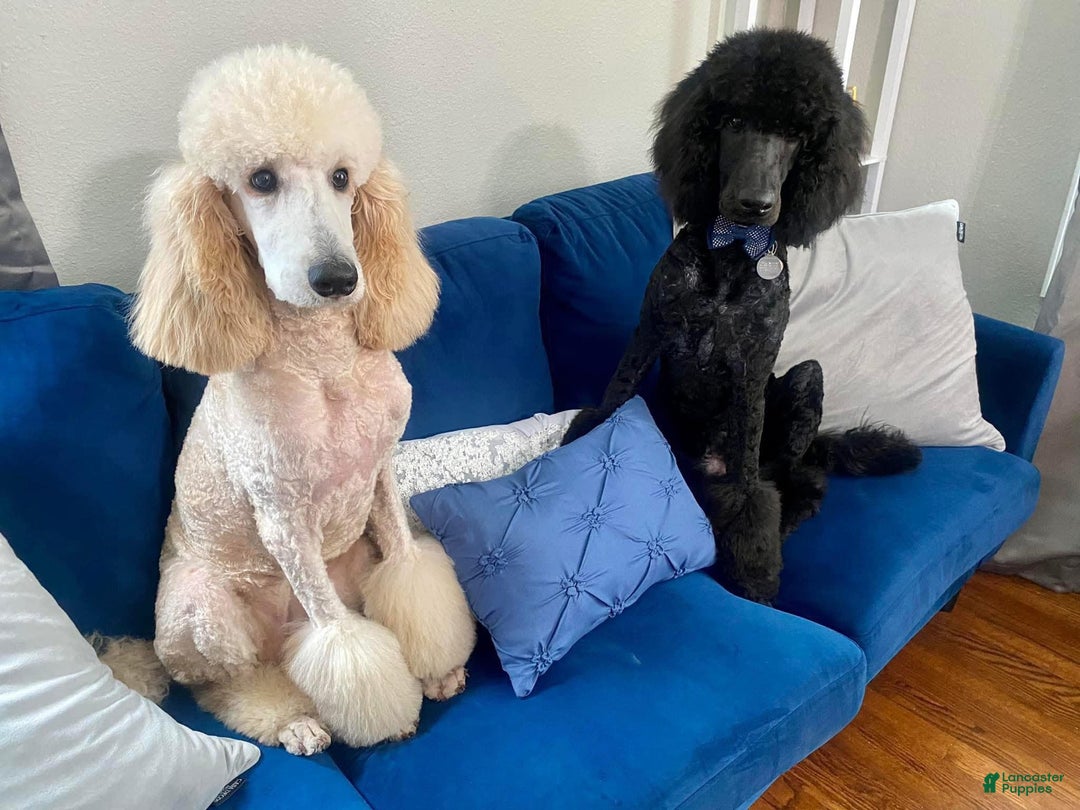 Standard Poodle dogs for sale: Standard Poodle Puppy 6 - Ad 4