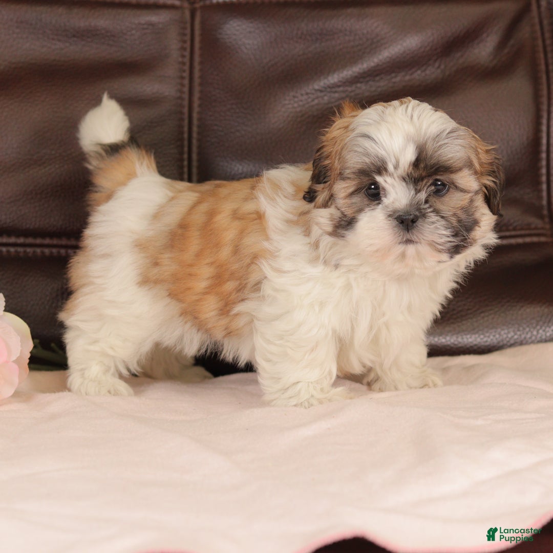 Mixed Breed dogs for sale: Jazzy - Ad 4