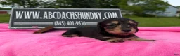 Miniature Dachshund dogs for sale: South African AKC  - Ad 2