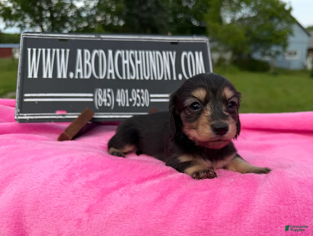 Miniature Dachshund dogs for sale: South African AKC  - Ad 2