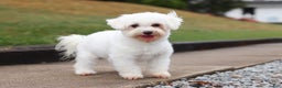 Maltipoo dogs for sale: Nevin - Ad 10